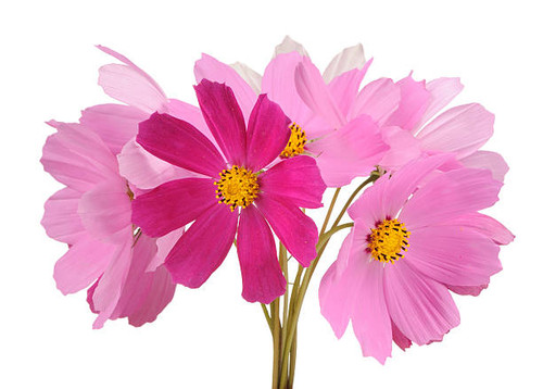 A bouquet of beautiful multicolored cosmos (mexican aster) flowers against a white background.jpg