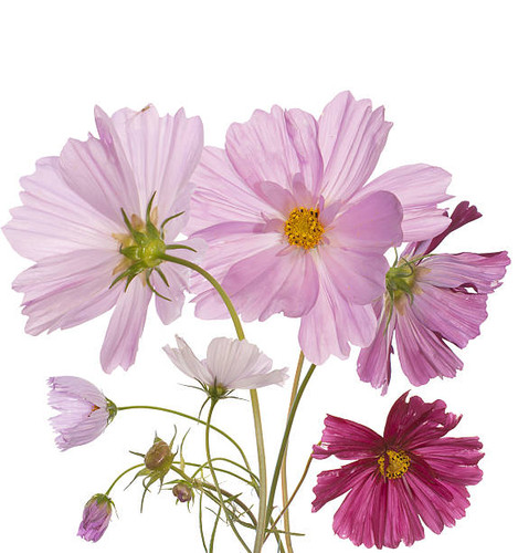 Bouquet pink decorative garden flower over white background.jpg