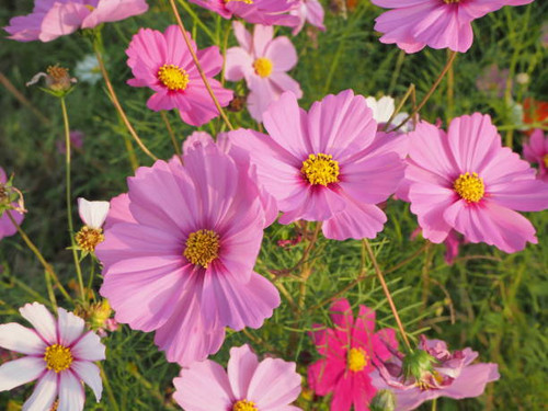 There are many cosmos flowers with closeup,which are many colors such as pink white red..jpg