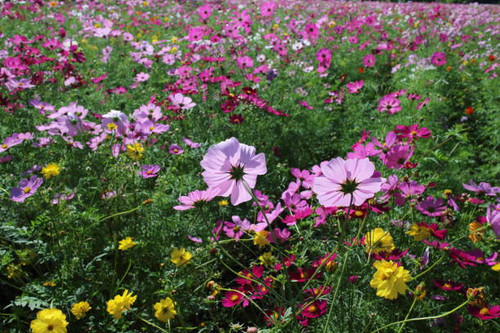 Scenery of cosmos seen from the side.jpg
