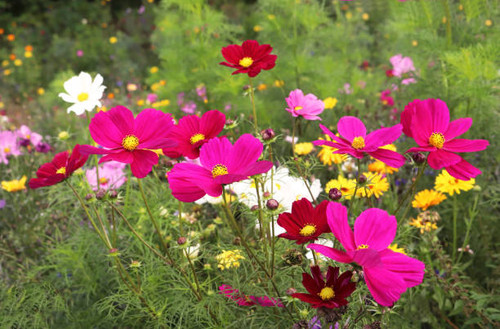 summer flowerbed with pink and red cosmos flowers.jpg