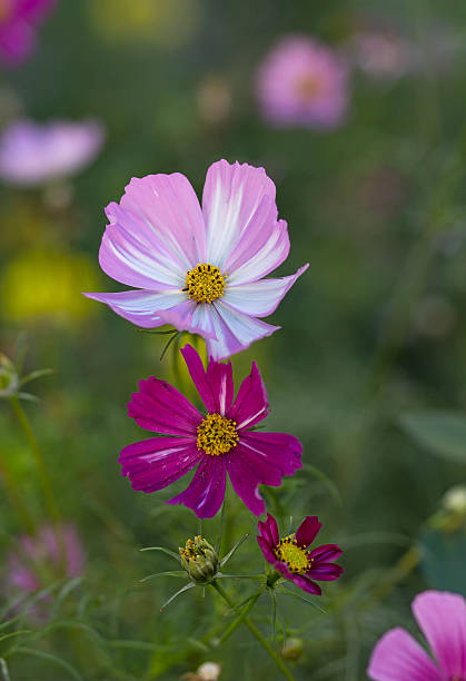 Multi-colored flowers grow in the meadow. Nature.jpg