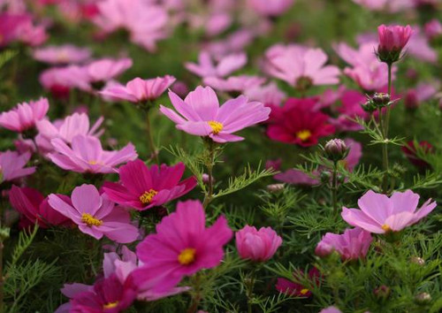Ornamental flowers.jpg