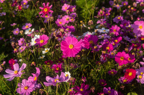 Phitsanulok Thailand January 25 2023 Rongkra village is located at Phitsanulok Province as the south.jpg