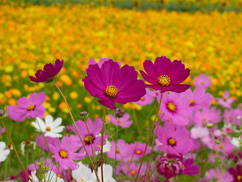 Vibrant pink cosmos flowers blooming among a colorful field, representing beauty and the liveliness .jpg