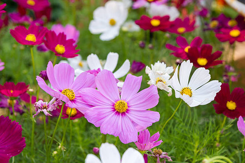 pink cosmos flowers in garden..jpg