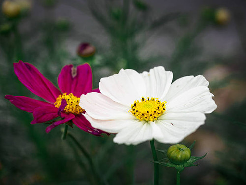 Pink cosmos.jpg