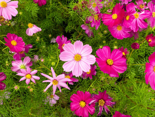 The Pink Cosmos Blooming on The Center of Frame in The Garden.jpg