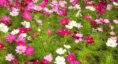 Pink cosmos flower Blossom a field of beautiful natural flowers.jpg