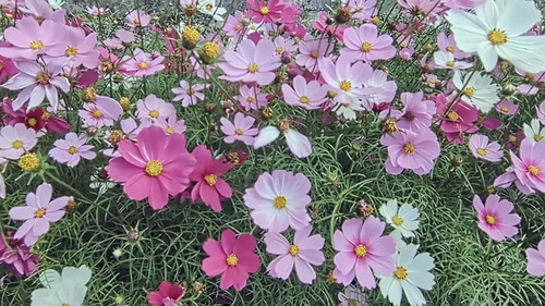 Pink, white, and colorful cosmos are in full bloom.jpg