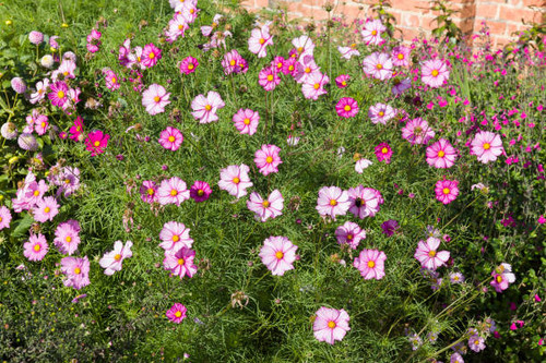 Cosmos plant with pink flowers growing in an English garden in summer, UK.jpg