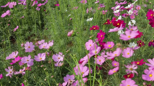 spring daisy flower in winter season and moving with cool wind.jpg