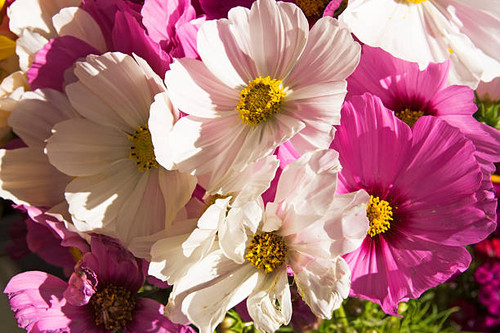 Pink and white flowers in morning sunlight.jpg