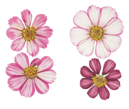 Pressed and dried flower cosmos, isolated on white background. For use in scrapbooking, floristry or.jpg
