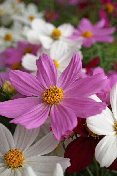 Cosmos plant is in bloom.jpg
