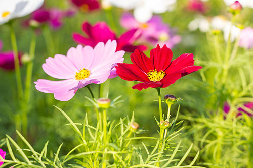 pink and red cosmos flower.jpg
