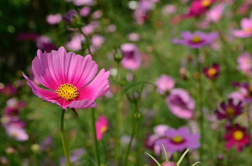 Field of white and pink cosmos flowers in Thailand.jpg
