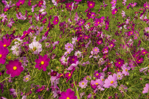 pink flowers in the field.jpg