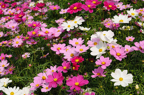 rose cosmos field.jpg
