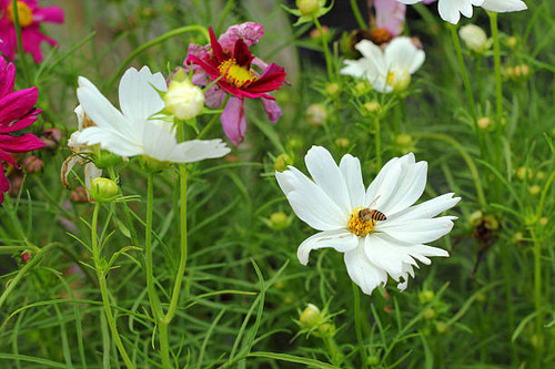 pink cosmos flowers in the nature.jpg