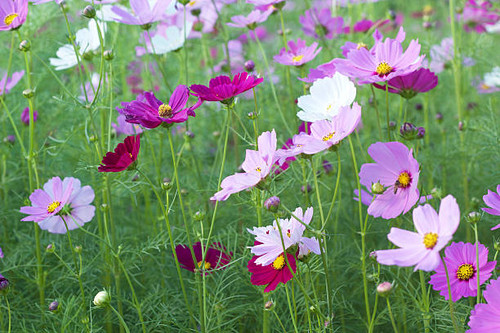 pink and white  cosmos flowers in the nature.jpg
