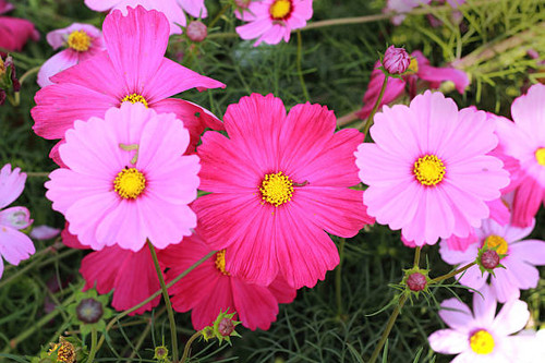 Pink cosmos flower in the garden..jpg