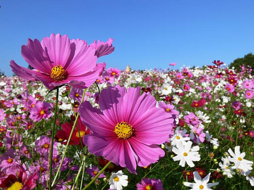Close-up of pink cosmos flowers in a meadow of multicoloured blooms with blue sky.jpg