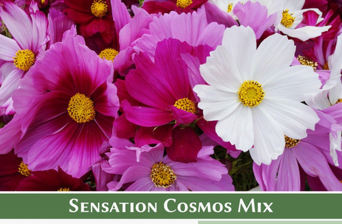 Seeds Cosmos.jpg