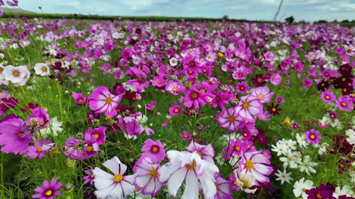 slow motion of Cute Pink and white Cosmos Flowers Blooming and Blowing with The Wind in A Botanical .jpg
