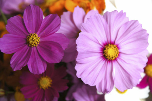The portrait of still life close up of Cosmos.jpg