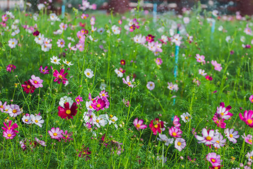Sprinkler(Springer) is watering a variety of beautiful growing flowers in the garden..jpg