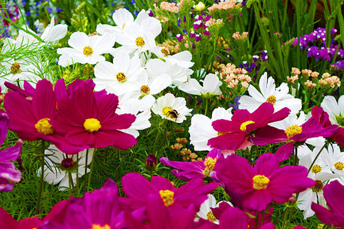 London, England. Summer flowers in St. James's Park, 2016..jpg