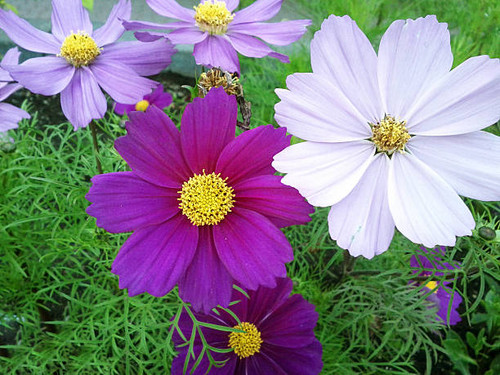 Beautiful purple flowers growing in the grass during early summer in Banff, Alberta..jpg