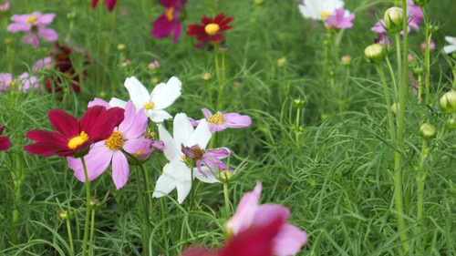 The blossom of beautiful flowers.jpg