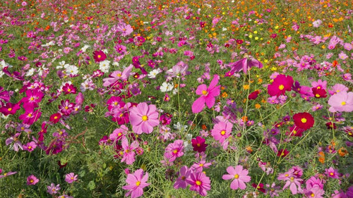 Field of Mixed Cosmos Flowers.jpg