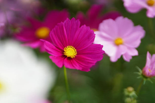 A deep pink cosmos flower in close up with bokeh background.jpg