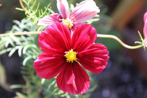 A closeup of a garden cosmos.  A pinkish red blossom with a yellow center"n.jpg
