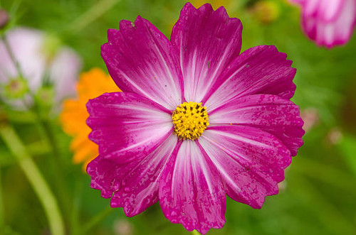 Close up of a single pink cosmos flower, Cosmos bipinnatus.jpg