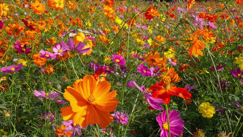 Close-up of Multi-Colored Cosmos in Autumn Bloom.jpg