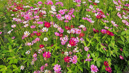 A vibrant field filled with blooming pink, white, and magenta cosmos flowers under the sunlight..jpg
