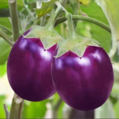 Brinjal Purple Round image.jpg