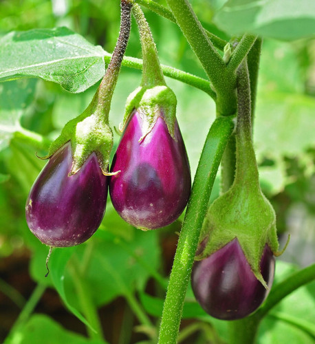 1280px Solanum melongena 24 08 2.jpg