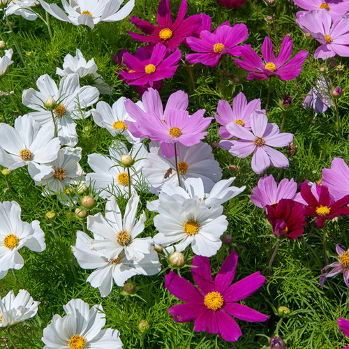 69 HOR 103676 1 BK 1719306913221 jpg.jpg