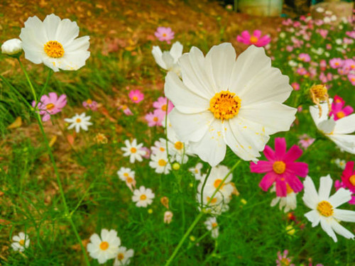 blur beautiful cosmos flowers in the garden.jpg