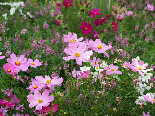 champ de fleurs color es cosmos.jpg