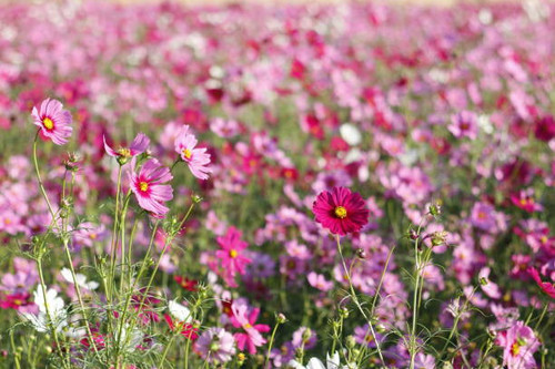 champ de fleurs cosmos en tha lande.jpg