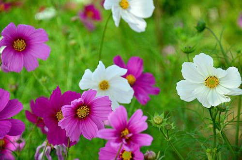champ de fleurs de cosmos de jim thompson farm.jpg