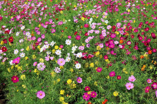 champ cosmos color et magnifique.jpg