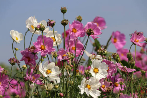champs de fleurs de soufre cosmos dans la couleur blanche et rose il est galement connu sous.jpg