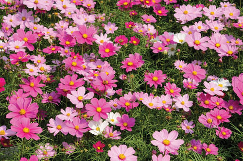 71 cosmos dwarf sensation mixed seeds 50576048390418 jpg.jpg